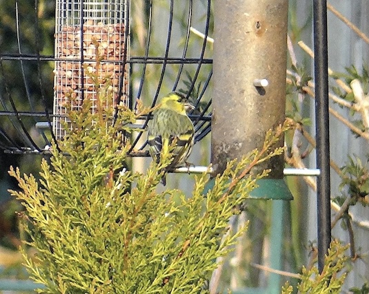 siskin